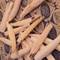 lange-dyretaender-svenske-natur-taender-gamle-samlerobjekter